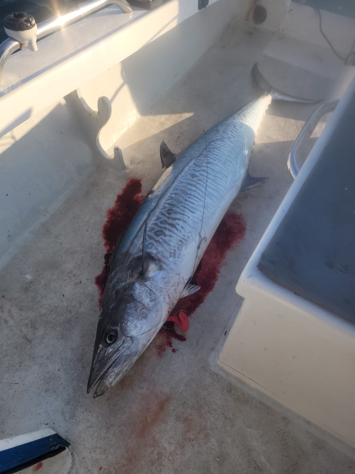 MYDO Bluefin Tuna Spread - Image 7