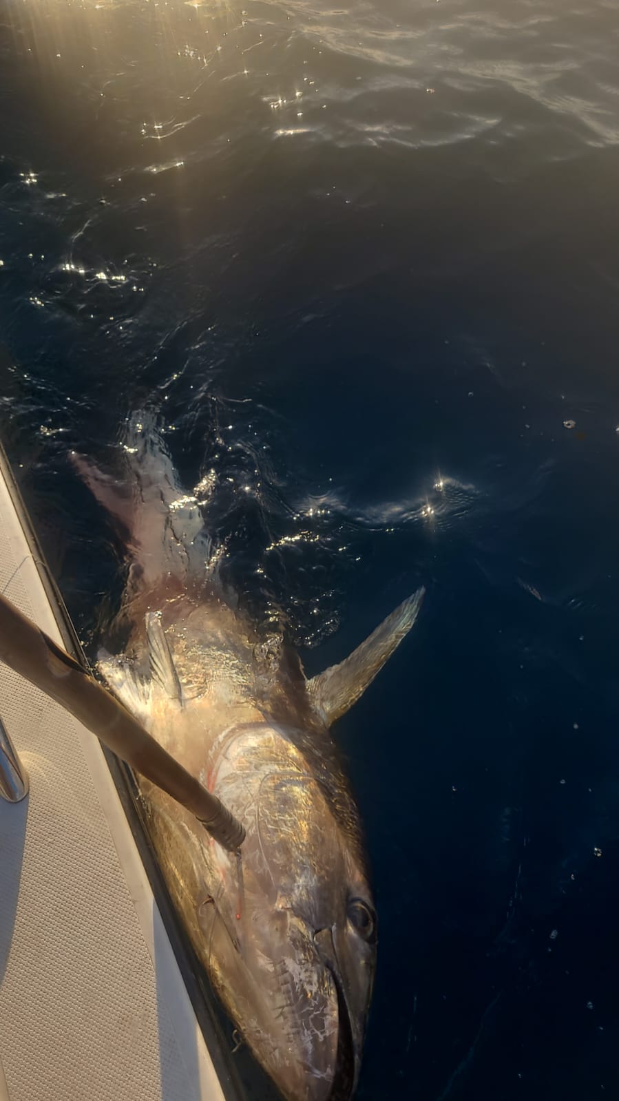 MYDO Bluefin Tuna Spread - Image 9