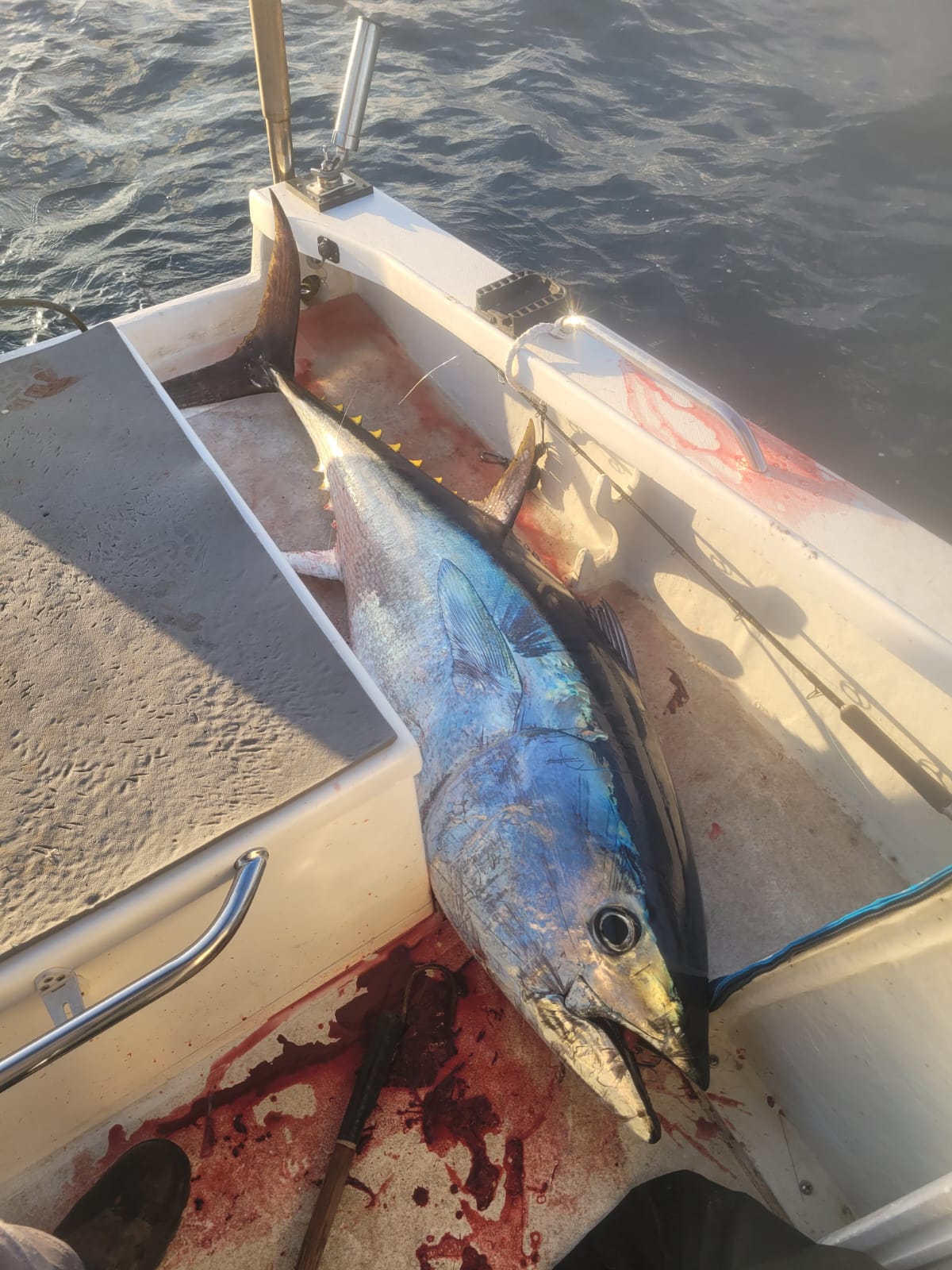 MYDO Bluefin Tuna Spread - Image 8