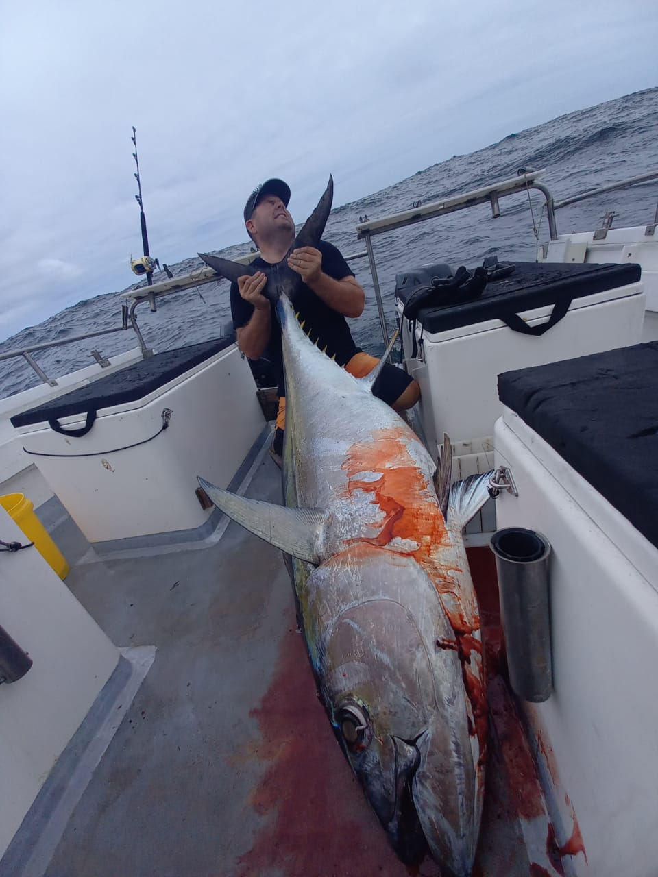 MYDO Bluefin Tuna Spread - Image 4